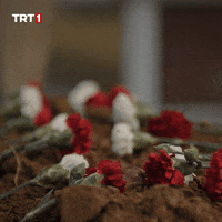 Grave Veda GIF by TRT