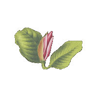 Pink Flowers Sticker by elicoelhoshop