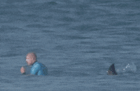 shark attack news GIF