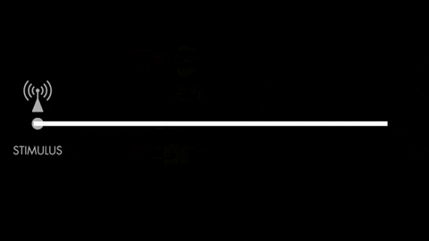 tavop26 giphygifmaker GIF