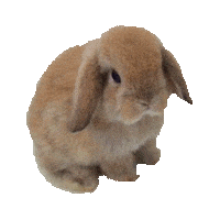 rabbit STICKER by imoji