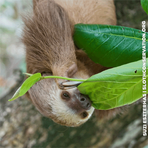 slothconservation giphygifmaker eating vegan sloth GIF