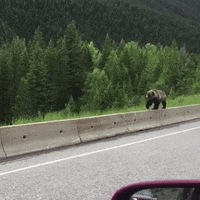brown bear walking GIF by ViralHog