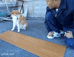 shiba inu friends GIF