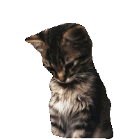 kittens STICKER by imoji