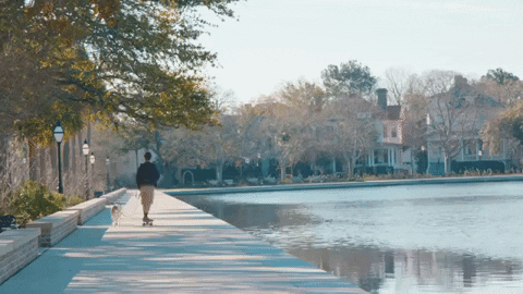 south carolina GIF