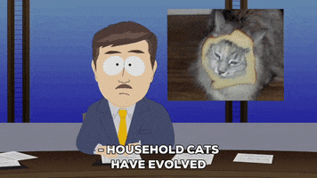 cat news GIF by South Park 