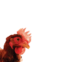 OvosFilippsen chicken egg ovosfilippsen Sticker