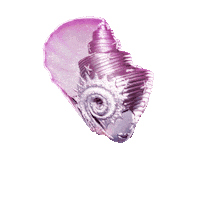 Shell Seashell Sticker by The Masked Singer