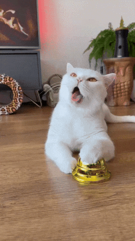 Big Cat GIF