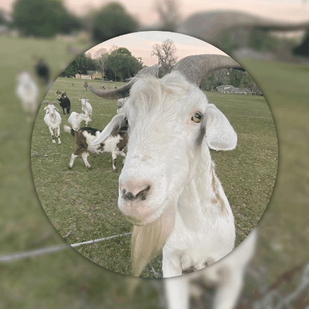 corycarnley giphygifmaker giphyattribution cory carnley GIF