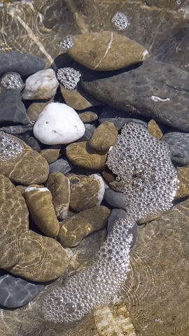 Simongip giphygifmaker GIF