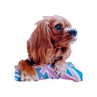 Dogs Puppy Sticker