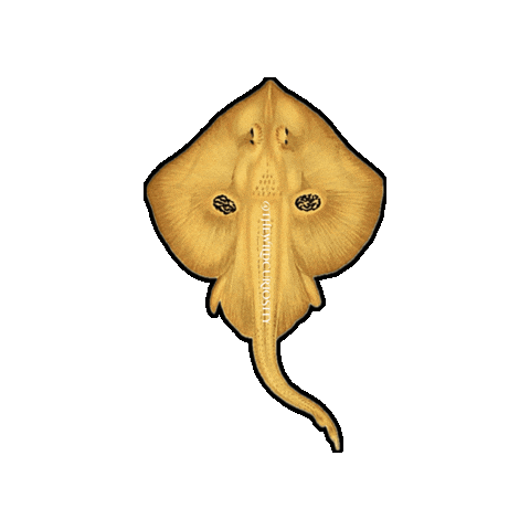 Marine Biology Ocean Sticker by The Wild Curiosity