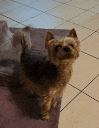 Excited Pizza GIF