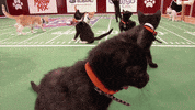 kitten bowl countdown to valentine's day GIF by Hallmark Channel