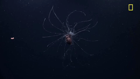 nat geo ocean GIF by National Geographic Channel