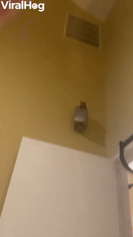 Sugar Gliders Jump When Called