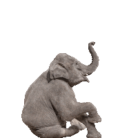 Confetti Elephant Sticker by O2 Slovakia