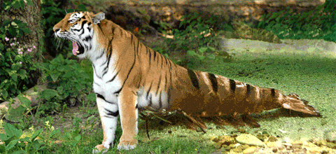 yawning GIF