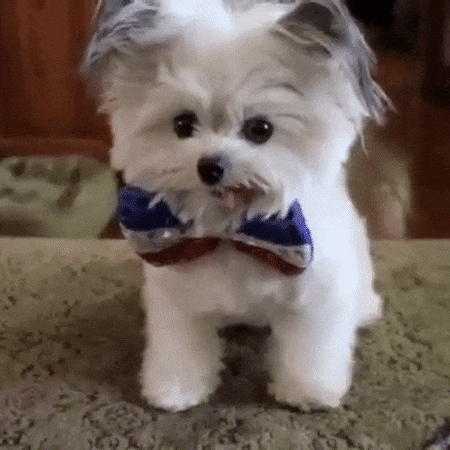 Video gif. Miniature fluffy white dog with floppy gray ears and a red, white, and blue bowtie gives an alert high five to a human off screen.
