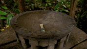 australia GIF by Australian Survivor