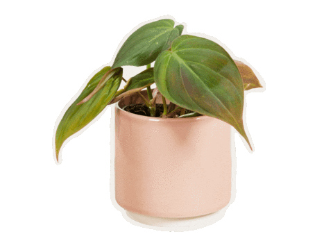 PLNTS_com giphyupload plant plants interior Sticker