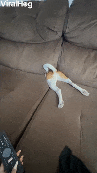 GIF by ViralHog