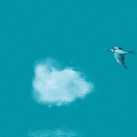 Flying Fly Like A Bird GIF