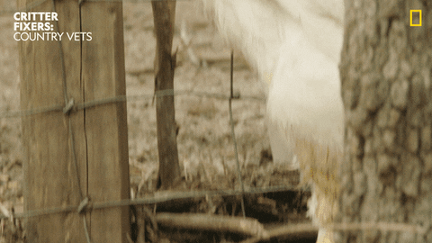 National Geographic Reaction GIF by Nat Geo Wild