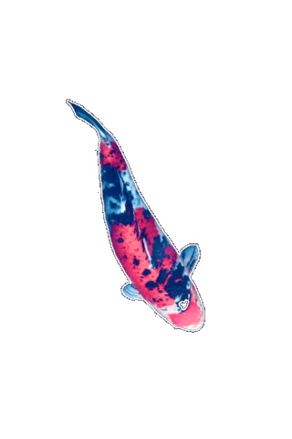 Japan Fish Sticker by EDGARDUDE