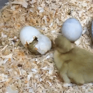 duck hatching GIF
