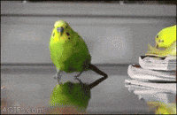 parrot GIF