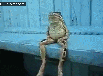 frog sitting GIF