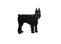 Puppy Love Schnauzer Sticker