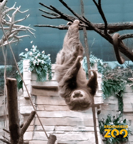 Sloth Hanging GIF by Brookfield Zoo