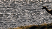 symphony for our world GIF by Nat Geo Wild 
