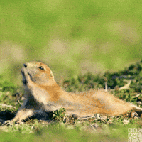 North America Reaction GIF by BBC America