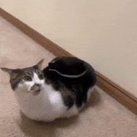 Cat Rocket GIF