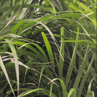 Doctor Look Close GIF by feey.pflanzen