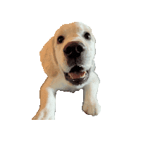 Pam Sticker by Paws Around Motown