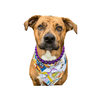 Rescue Dog Mutt Sticker by Geekster Pets