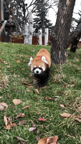 buildingourzoo giphyupload animals red panda buildingourzoo GIF