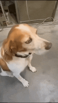 Dog What GIF