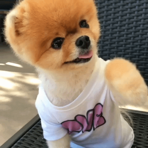 Dog Dab GIF by Jiffpom