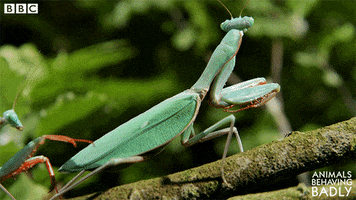 Tickling Praying Mantis GIF by BBC