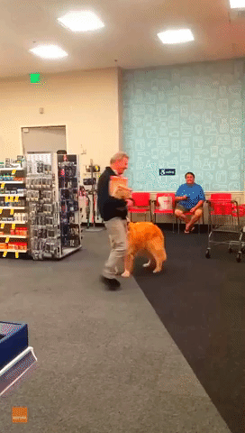 Hopeful Golden Retriever Tries to Get Owner to Buy Him a Toy