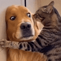 Cat Dog GIF
