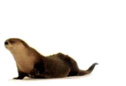 cutie otters STICKER
