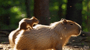 Squirrel Capybara GIF by Studio Voisier